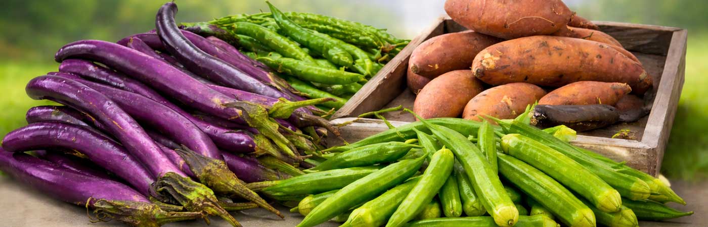 Sweet Potato Farm